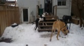 Monty, Guinness and Danforth in the yard