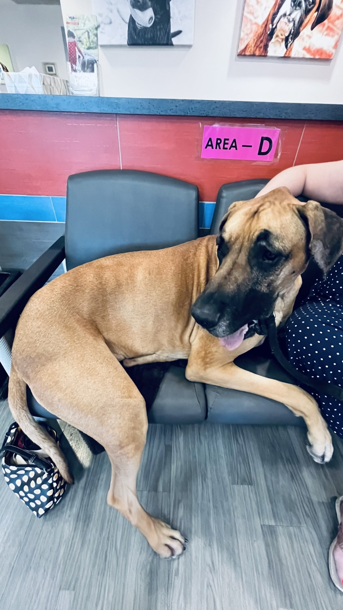 July 14th, 2025 - Baldur returns to the vet to have stiches removed